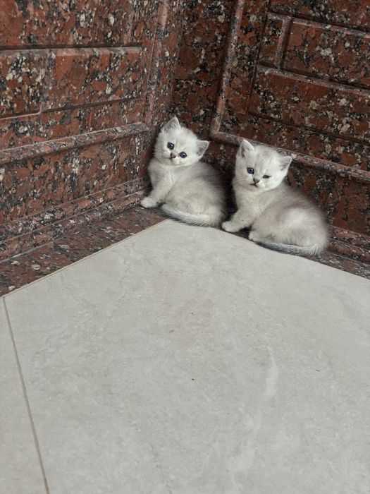Tozza paroda shinshilla serebrenniy
2 oylik sotiladi 
4 dona bor 
Rasa