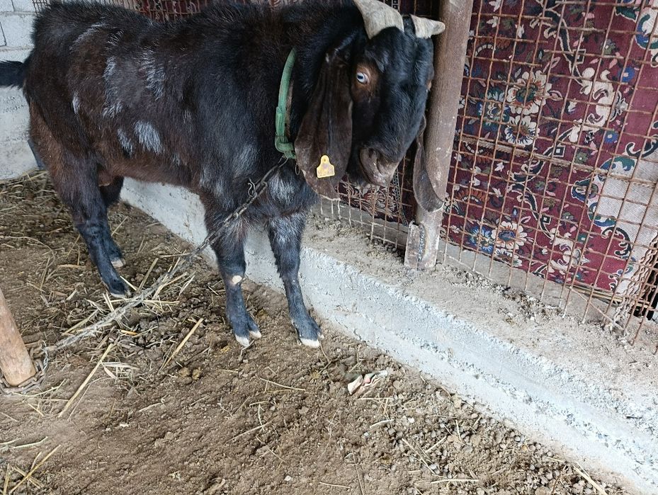 Теке. Казел. Парода битал пакестанский