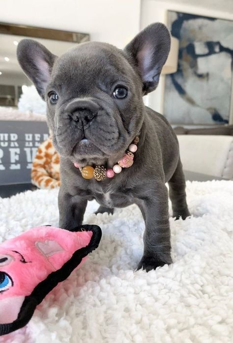 Bulldog  francez