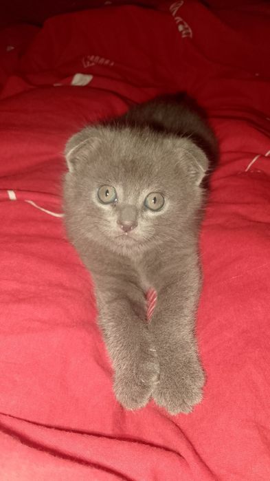 Породистый котёнок