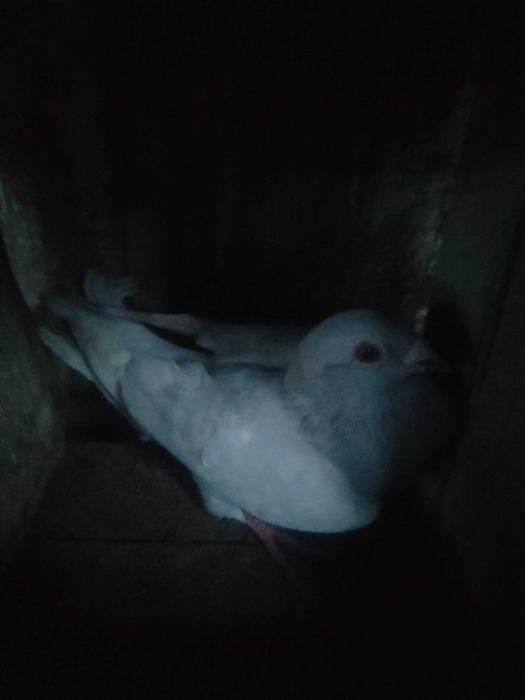 Vand porumbei voiajori