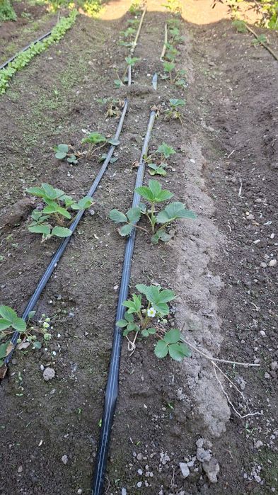 Саженцы черный принц сладкий