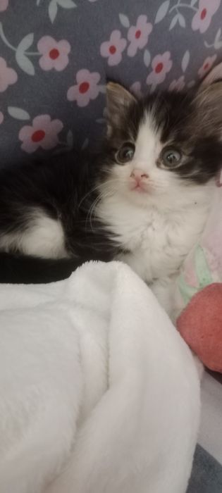 Сладенькая малышка ищет дом.