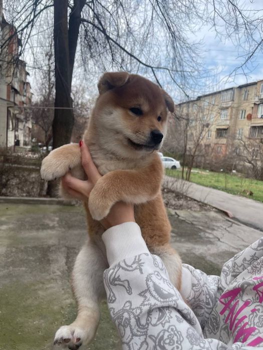 Продаются высокопородистые щенки Сиба Ину