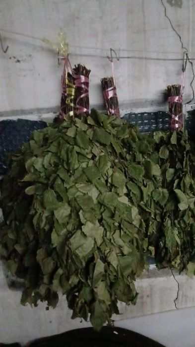 Веники для бани. Берёза, Дуб