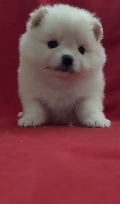 Щенки померанского шпица!!!