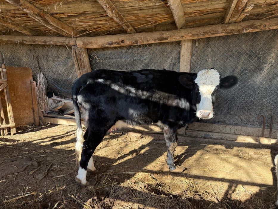 Сиыр бұзауымен сатылады