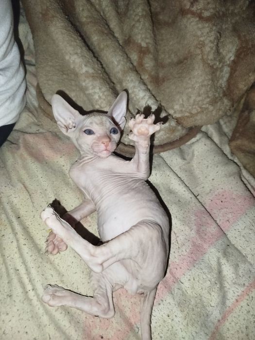 Продаю катёнка сфинкса