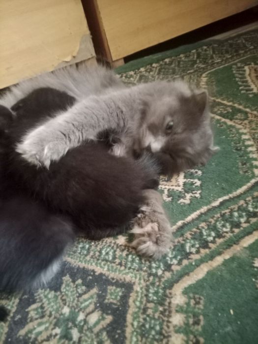 Отдам котят для хорошие руки