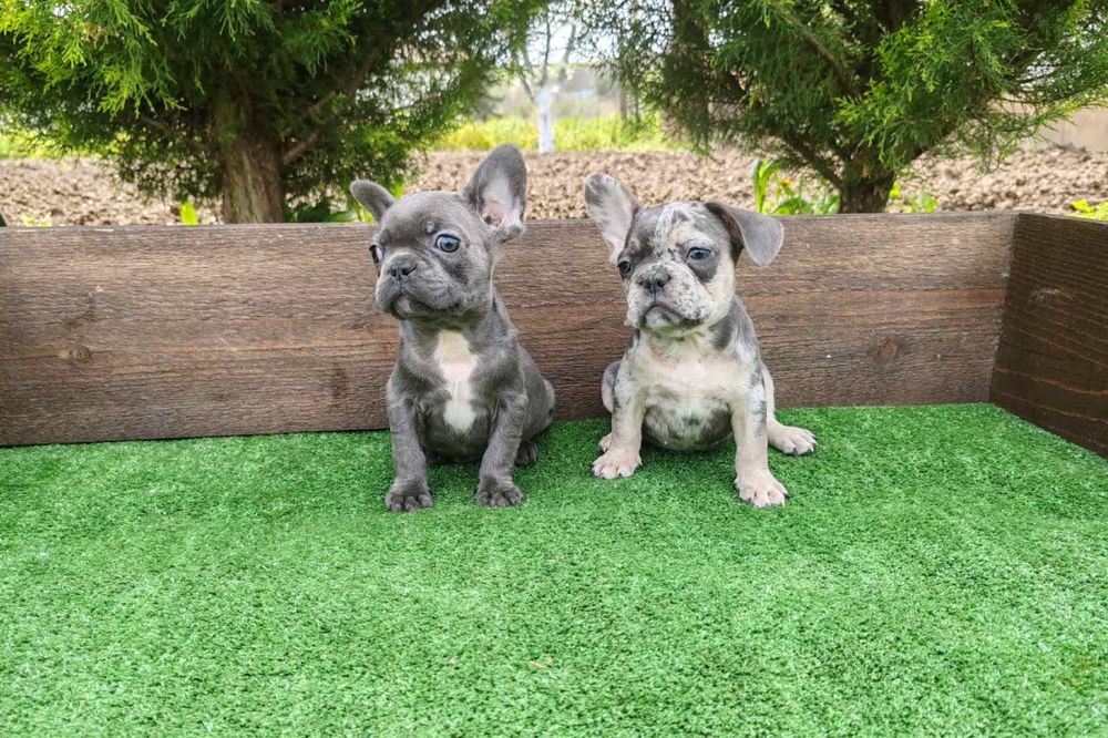 Френски булдог - мъжки