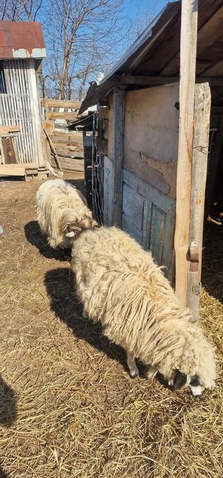 Vand mielute, tap si capre