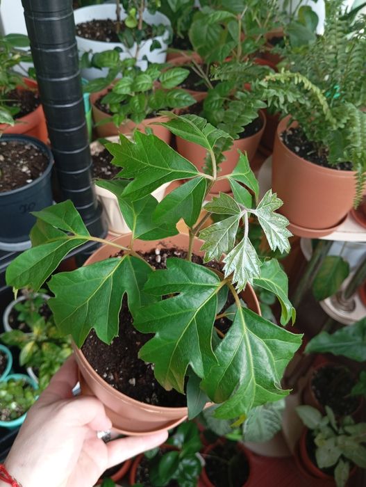 Продам цветы комнатные