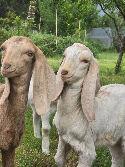 Козочки Камори Биталки!