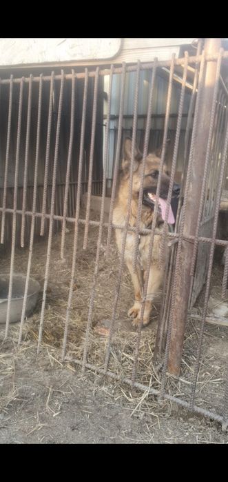 Немецская афчарка