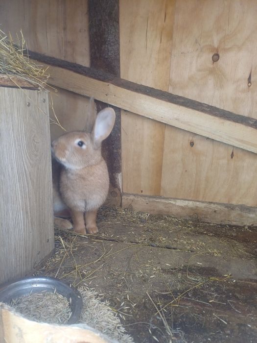 Кролиха 8 месяцев