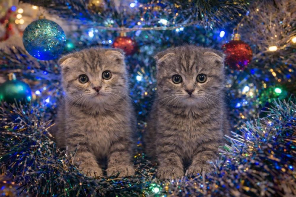 Продажа вислоухих новогодних милашек