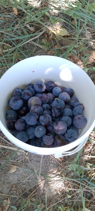 Дача с большим садом