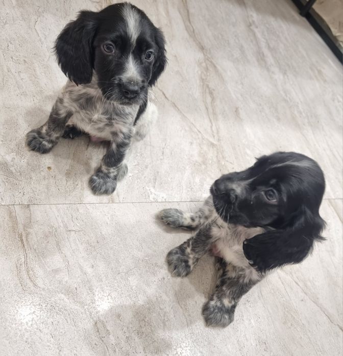 Продаются щенки русского спаниеля