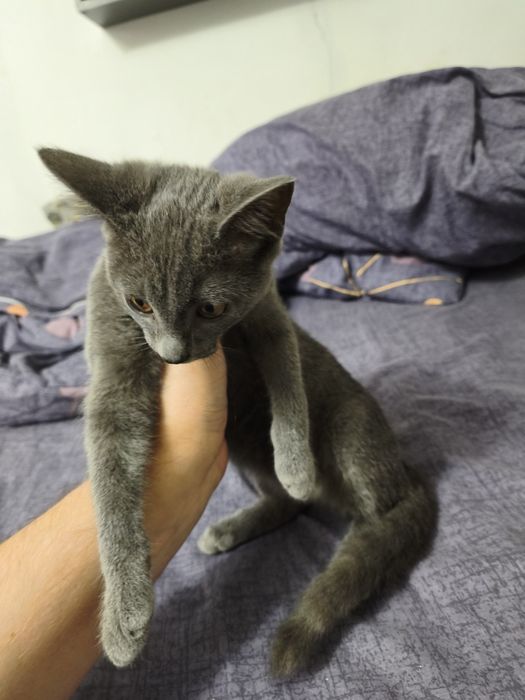 Отдам котят в хорошие руки