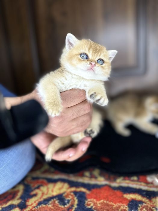 Золотая шиншилла