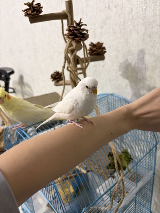 Попугаи Корелла и Волнистик