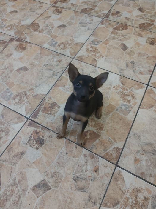 Продам щенков той терьера