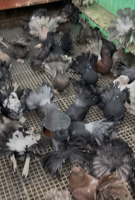 Porumbei Voltati Indieni