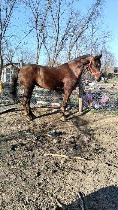 De vânzare două iepe