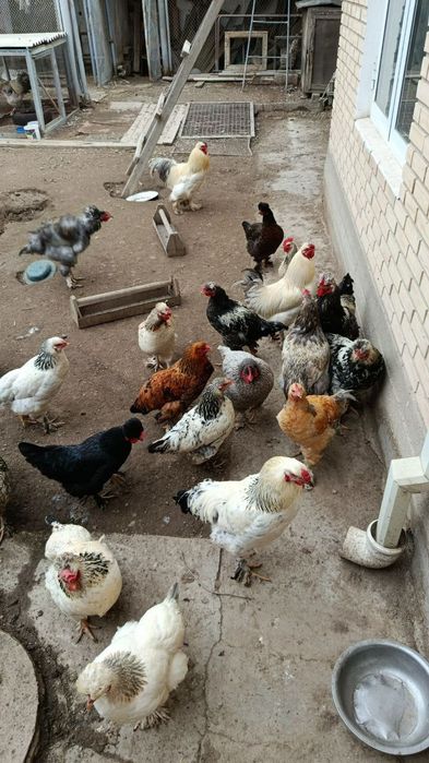 Петухи породы брама