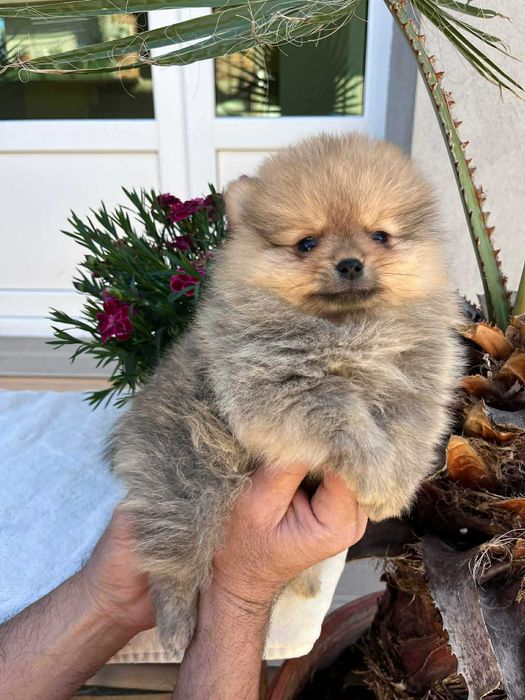 Мини пумеранчета