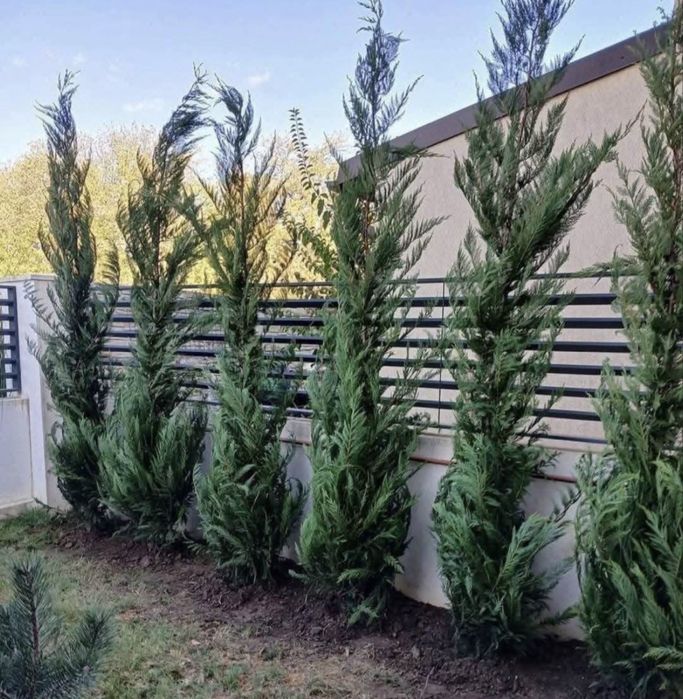 Chiparos leylandii pana la 5 metri crescuti in ghiveci ofer garantie