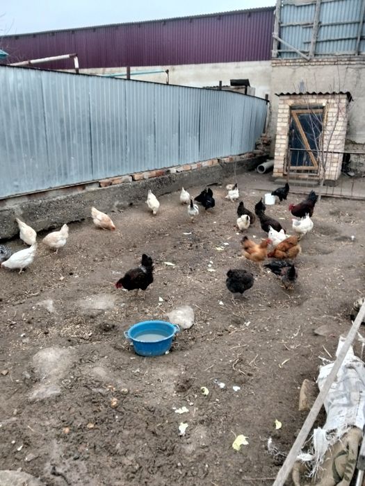 Тауыктар сатылады