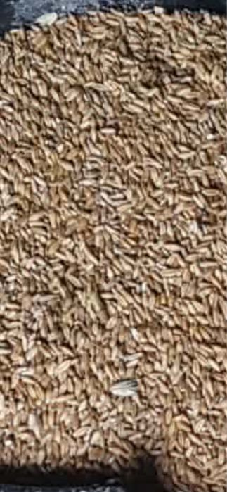 Triticale productie 2025