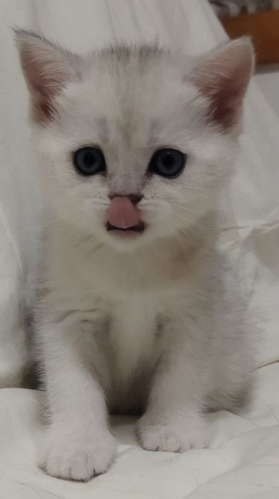 Вязка красивого кота