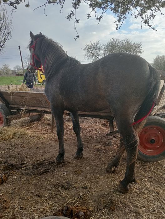Vând mânz de 3 ani blând.