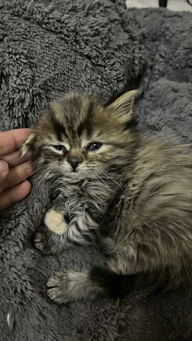 Отдам ласковую шотландку