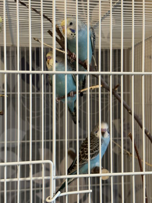 Ручные волнистые попугаи