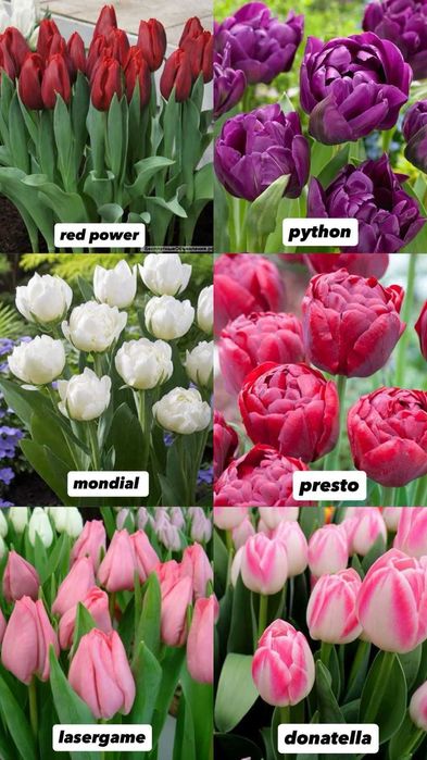 Продам тюльпаны 10 расцветок