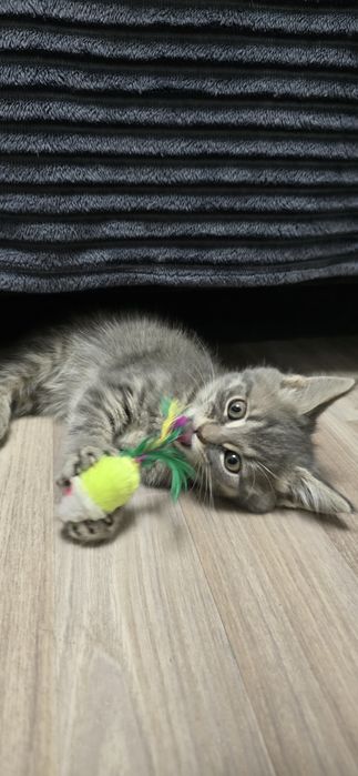Отдам в добрые руки котят