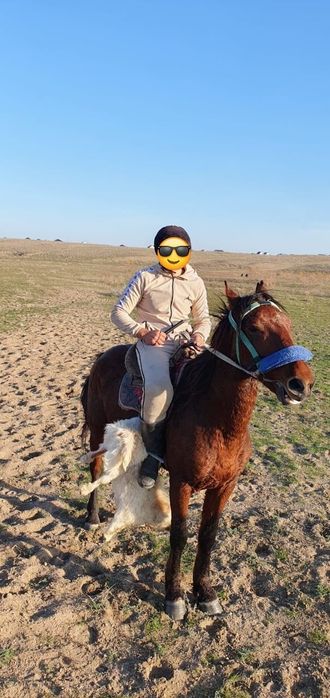 Айғыр сатылады.жуас