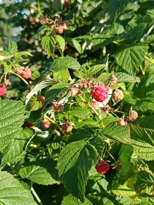 СРОЧНО! Продам дачу. с/о Тихая роща.