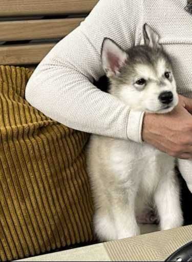 Прекрасен малък Аляски маламут търси своето любящо семейство