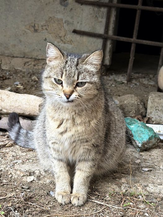 Отдаются в добрые руки две кошки
