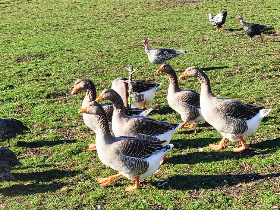 Vând gâște Toulouse și puii de wyandotte și brahma..