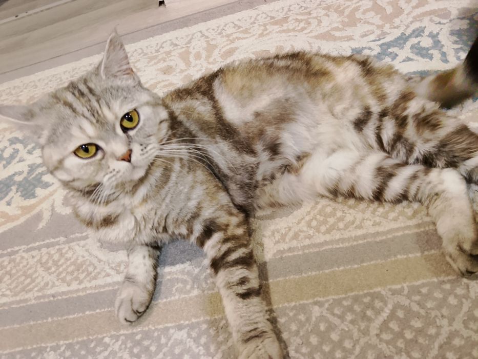 отдам кошек бесплатно