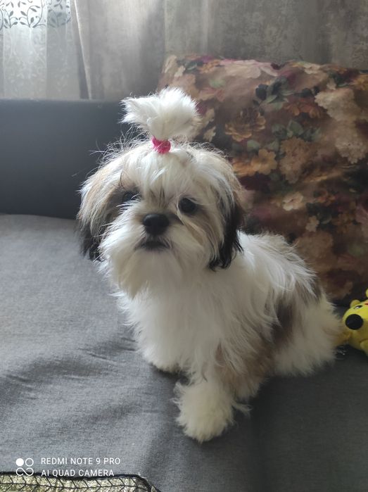 Подрощенные щенки Ши-Тцу