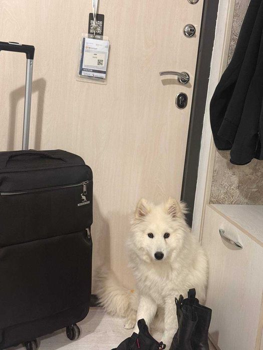 продается взрослый щенок Самоед