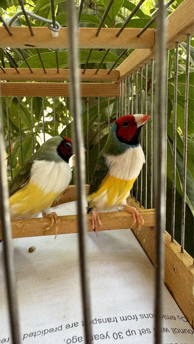 Амадина гульда