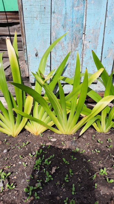 Продам драцену, алоэ, ирисы, розу.