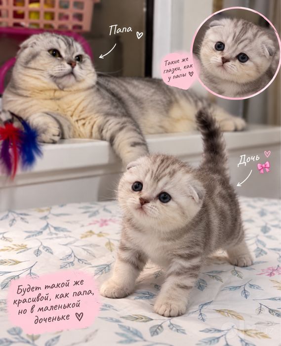 Котенок девочка Скотиш Фолд